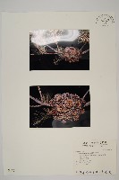 臺灣二葉松藏品圖，第1張