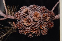 臺灣二葉松藏品圖，第3張