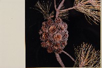 臺灣二葉松藏品圖，第4張