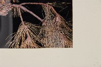 臺灣二葉松藏品圖，第5張