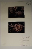 臺灣二葉松藏品圖，第6張