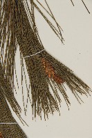 馬尾松藏品圖，第3張