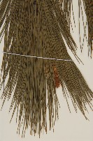 馬尾松藏品圖，第4張