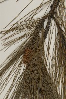 馬尾松藏品圖，第5張