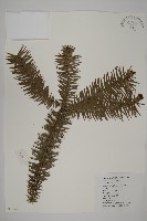 杉木藏品圖，第1張