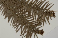 杉木藏品圖，第3張