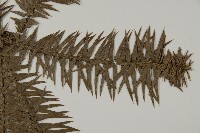 杉木藏品圖，第4張