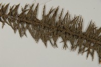 杉木藏品圖，第5張