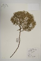 側柏藏品圖，第1張