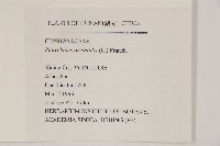 側柏藏品圖，第2張