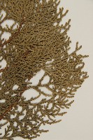 側柏藏品圖，第3張