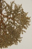 側柏藏品圖，第4張