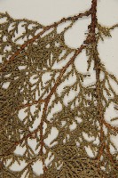 側柏藏品圖，第5張