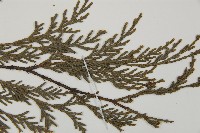 柏木、柏樹藏品圖，第3張