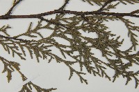 柏木、柏樹藏品圖，第4張