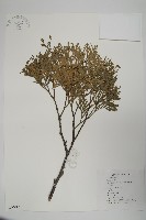 福建柏藏品圖，第1張