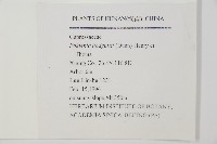 福建柏藏品圖，第2張