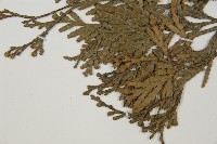 福建柏藏品圖，第3張