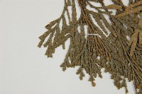 福建柏藏品圖，第5張