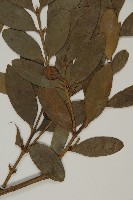 竹柏藏品圖，第3張