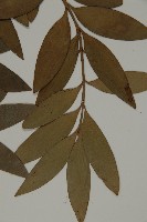 竹柏藏品圖，第4張