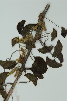 銀杏藏品圖，第3張