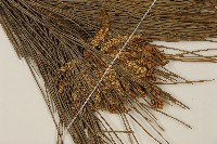 馬尾松藏品圖，第3張