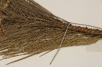 馬尾松藏品圖，第4張