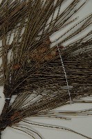 黑松藏品圖，第3張