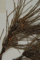 黑松藏品圖，第4張