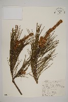 油松藏品圖，第1張