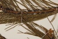 油松藏品圖，第5張