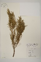 檜柏藏品圖，第1張