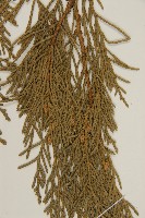 檜柏藏品圖，第3張