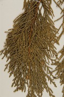 檜柏藏品圖，第4張