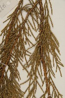 檜柏藏品圖，第5張