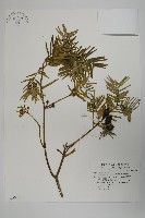 臺灣粗榧、台灣三尖杉藏品圖，第1張