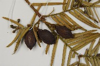 臺灣粗榧、台灣三尖杉藏品圖，第3張