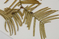 臺灣粗榧、台灣三尖杉藏品圖，第4張