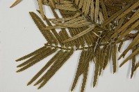 臺灣粗榧、台灣三尖杉藏品圖，第5張