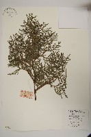 側柏藏品圖，第1張