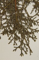 側柏藏品圖，第3張