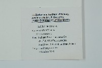 蘇鐵、鐵樹藏品圖，第2張