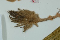 蘇鐵、鐵樹藏品圖，第4張