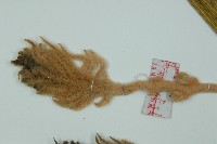 蘇鐵、鐵樹藏品圖，第5張