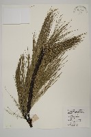 馬尾松藏品圖，第1張