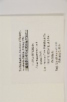 馬尾松藏品圖，第2張