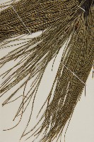 馬尾松藏品圖，第3張