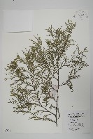 柏木、柏樹藏品圖，第1張