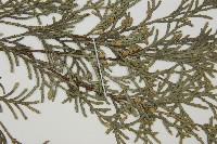 柏木、柏樹藏品圖，第3張